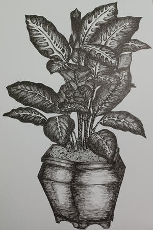 Pen Drawing of Plant